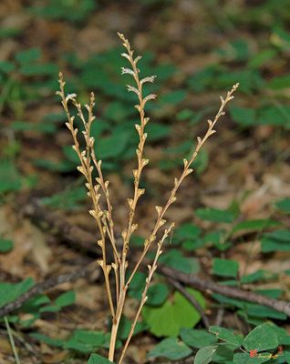 Beechdrops (Epifagus americana) (DFF0039)