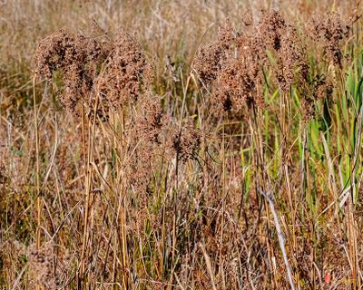 Marsh Bulrush or Cottongrass Bulrush (Scirpus cyperinus) (DFL1536)