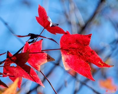 The Colors of Fall--Sweetgum Leaves