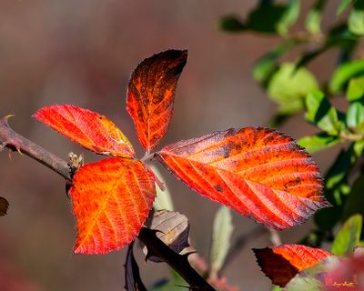 Allegheny Blackberry Leaves (Rubus allegheniensis) (DF032)