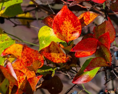 Cat Greenbriar Leaves (Smilax glauca) (DF033)