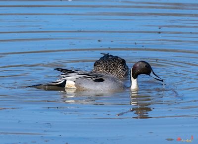 Northern Pintail (Anas acuta)