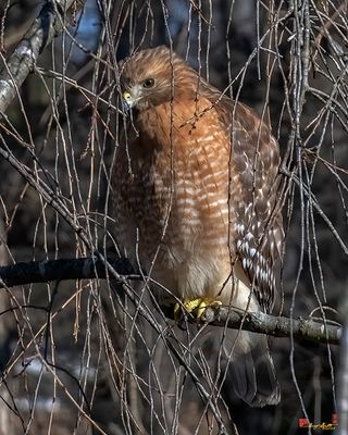 Red-shouldered Hawks