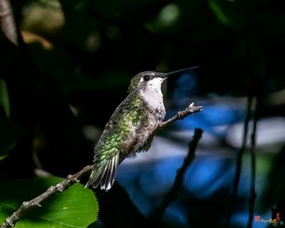 Ruby-throated Hummingbirds