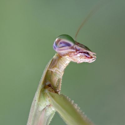 macro
