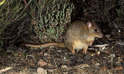 Mammals of Australia (Potoroos and Bettongs)