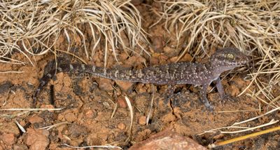 Heteronotia binoei