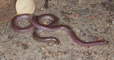 Snakes of Australia (Typhlopidae)