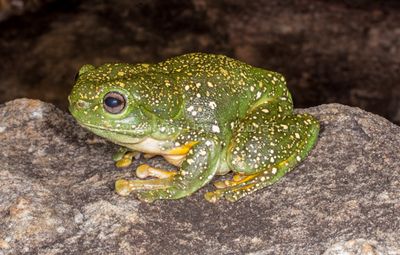 Frogs of Australia (Pelodryadidae)
