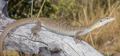 Varanus scalaris