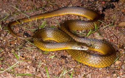 Snakes of Australia (Colubridae)