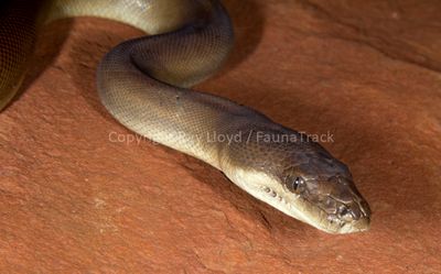 Snakes of Australia (Pythonidae)