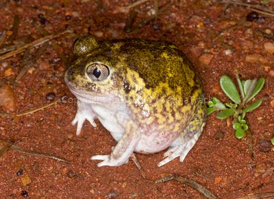 Frogs of Australia (Limnodynastidae)