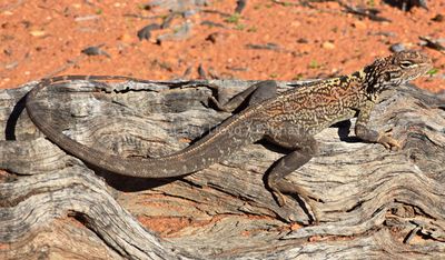 Lizards of Australia (Agamidae)