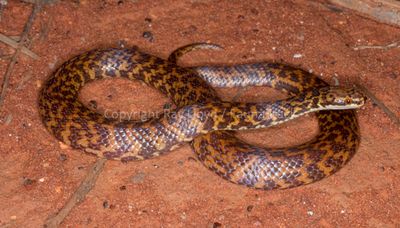 Snakes of Australia (Elapidae)