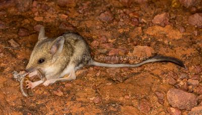 Mammals of Australia (Carnivorous Marsupials)