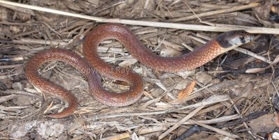 Pygopus steelescotti