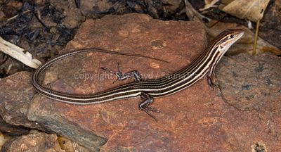 Ctenotus decaneurus decaneurus