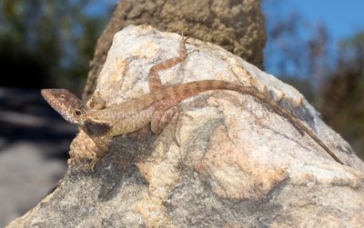 Diporiphora perplexa
