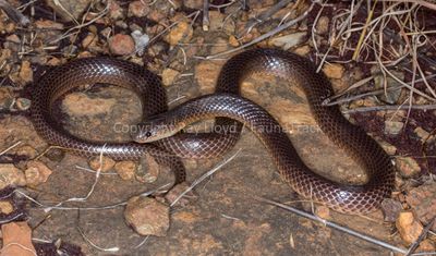 Cryptophis pallidiceps