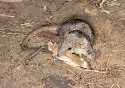 Long-tailed Planigale
