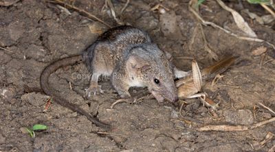 Long-tailed Planigale