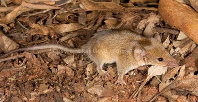 Orange-headed Pilbara Planigale
