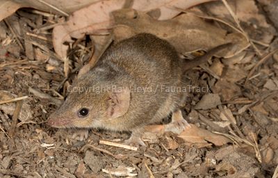 Common Planigale