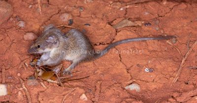 Cracking-clay Pilbara Planigale
