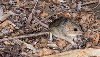 Mammals of Australia (Carnivorous Marsupials)
