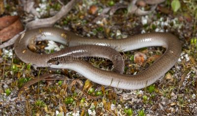 Aprasia striolata
