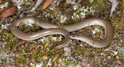 Aprasia striolata