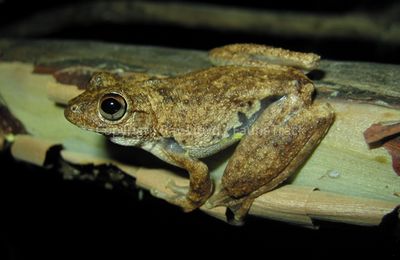 Litoria rothii