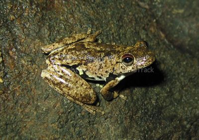 Litoria rothii