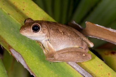 Litoria ridibunda