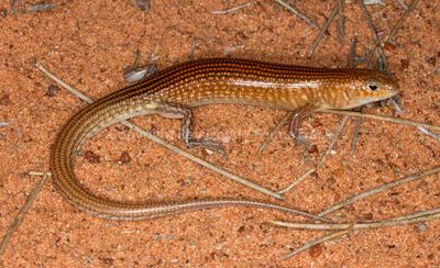 Ctenotus hanloni