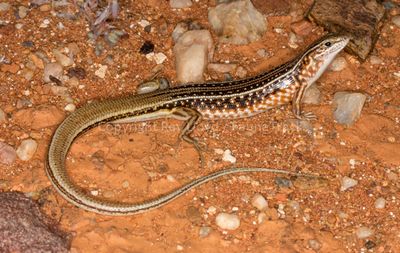 Ctenotus uber