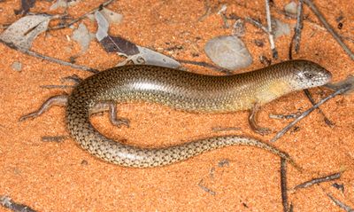 Cyclodomorphus melanops melanops