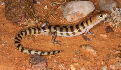 Eremiascincus richardsonii