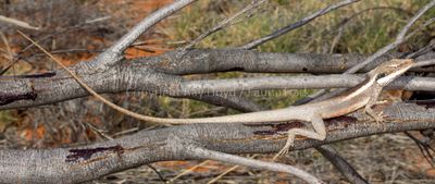 Gowidon longirostris