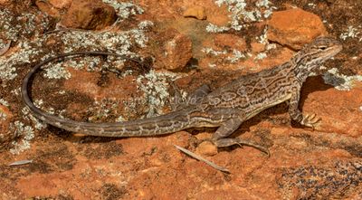 Ctenophorus scutulatus