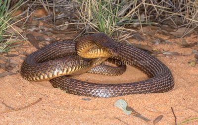 Pseudonaja mengdeni