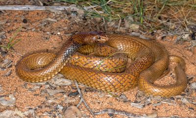 Pseudonaja mengdeni