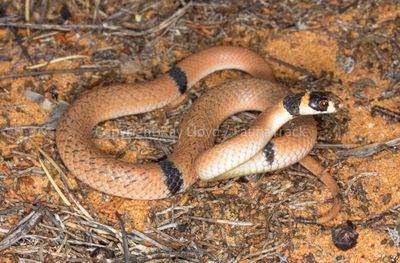 Pseudonaja modesta