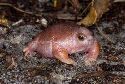Myobatrachus gouldii