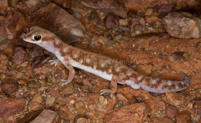 Rhynchoedura angusta