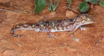 Lizards of Australia (Diplodactylidae)