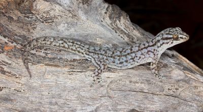 Lizards of Australia (Gekkonidae)