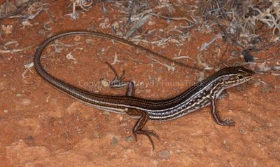 Ctenotus regius
