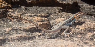Ctenophorus mirrytiana